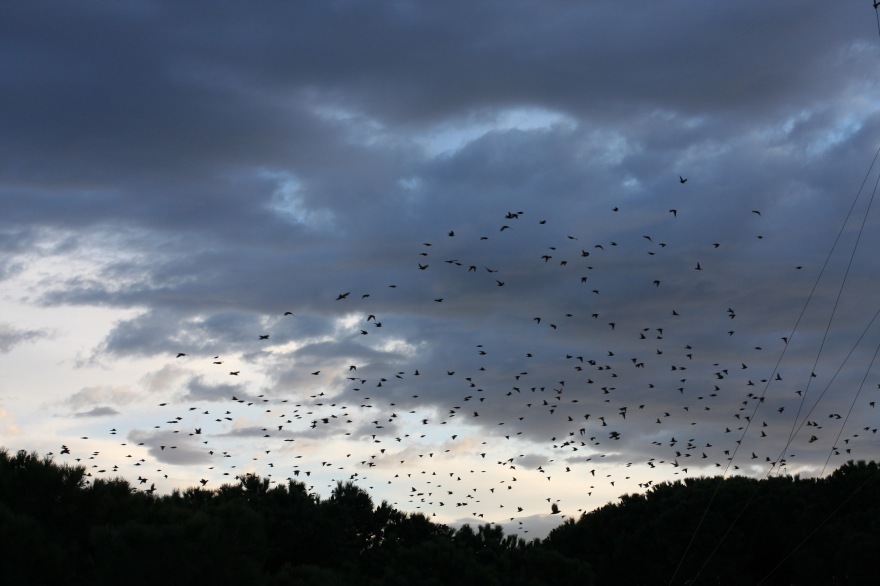 Il Stormo di Storni- A flock or cloud of starlings.